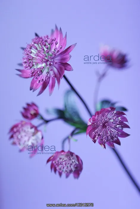 : Astrantia, Masterwort : Astrantia, Masterwort