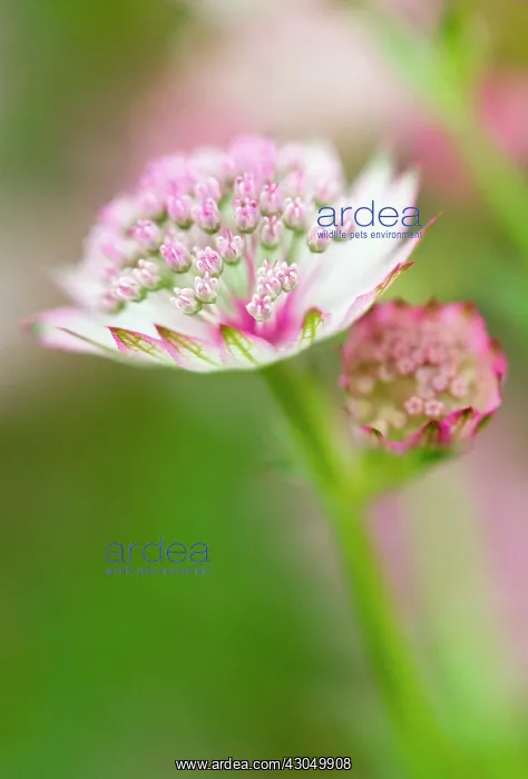 : Astrantia, Masterwort : Astrantia, Masterwort