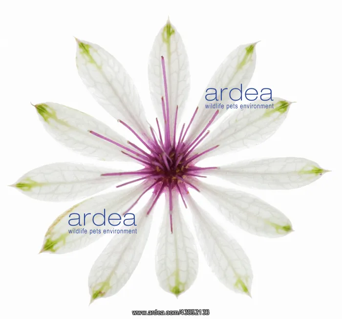 : Astrantia, Masterwort, Astrantia major : Astrantia, Masterwort, Astrantia major