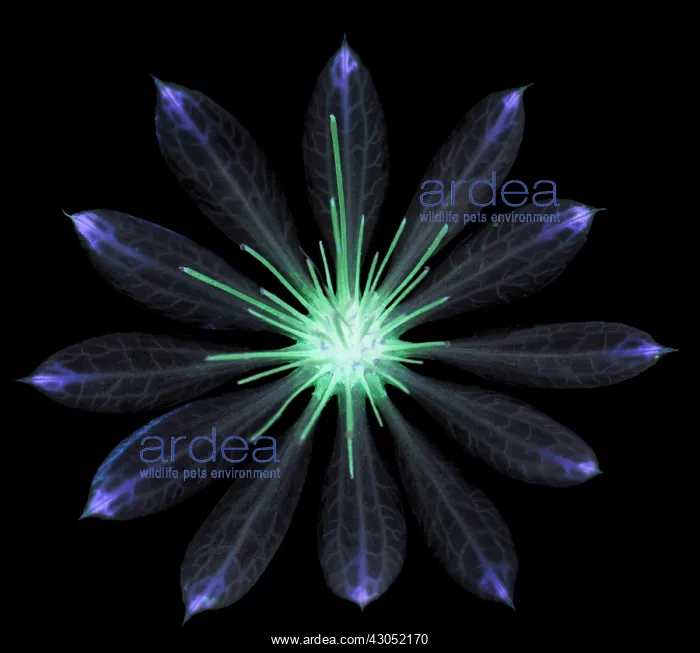 : Astrantia, Masterwort, Astrantia major : Astrantia, Masterwort, Astrantia major