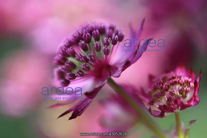 : Astrantia, Astrantia major Hadspen Blood, Masterwort : Astrantia, Astrantia major Hadspen Blood, Masterwort