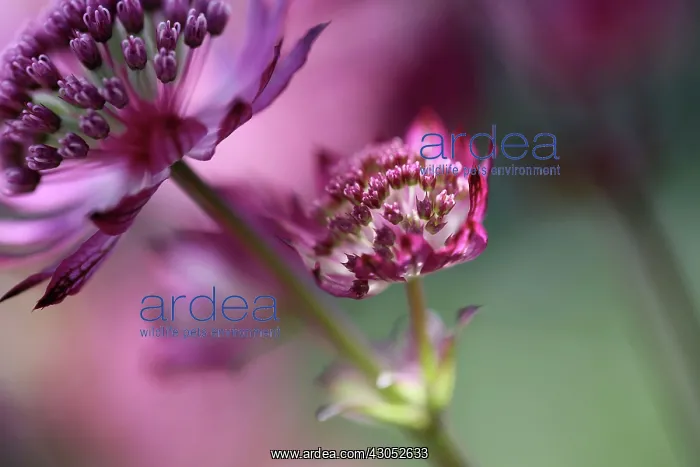 : Astrantia, Astrantia major Hadspen Blood, Masterwort : Astrantia, Astrantia major Hadspen Blood, Masterwort
