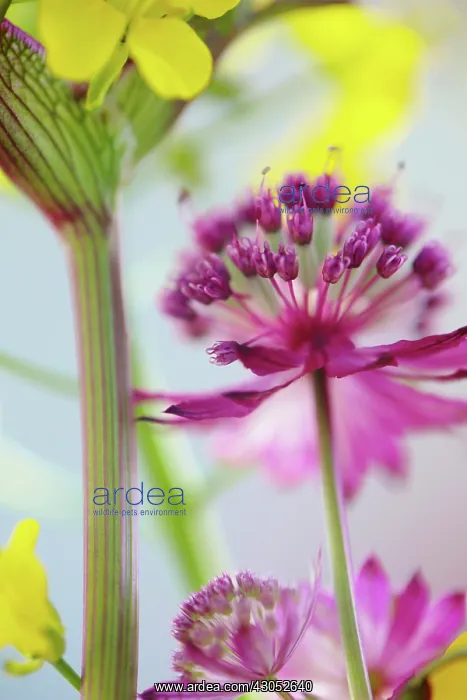 : Astrantia, Astrantia major Hadspen Blood, Masterwort : Astrantia, Astrantia major Hadspen Blood, Masterwort