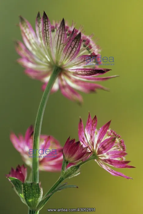 : Astrantia, Masterwort, Astrantia major : Astrantia, Masterwort, Astrantia major