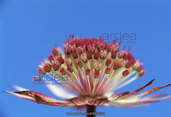 : Astrantia, Masterwort, Astrantia major : Astrantia, Masterwort, Astrantia major