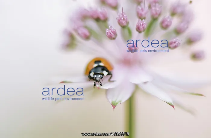 : Astrantia, Masterwort, Astrantia major : Astrantia, Masterwort, Astrantia major