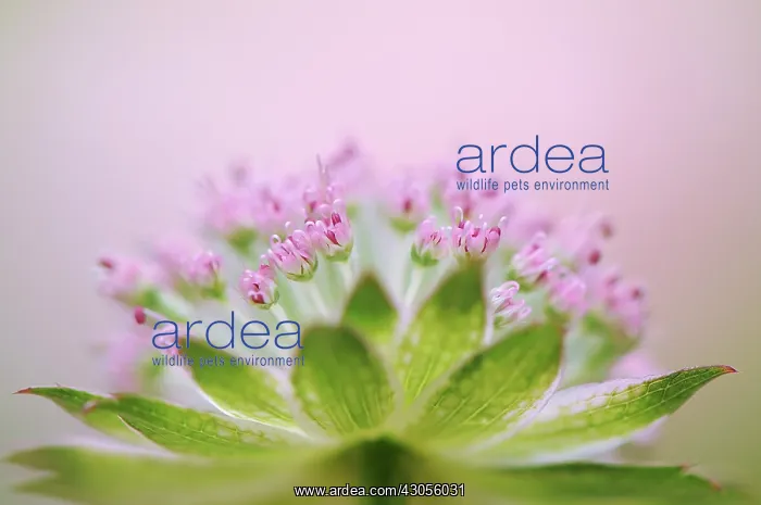 : Astrantia, Masterwort, Astrantia major Buckland : Astrantia, Masterwort, Astrantia major Buckland