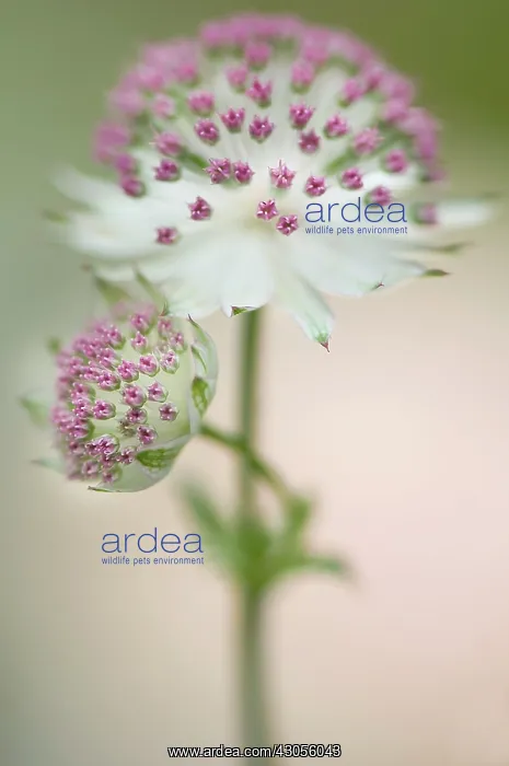 : Astrantia, Masterwort, Astrantia maxima : Astrantia, Masterwort, Astrantia maxima