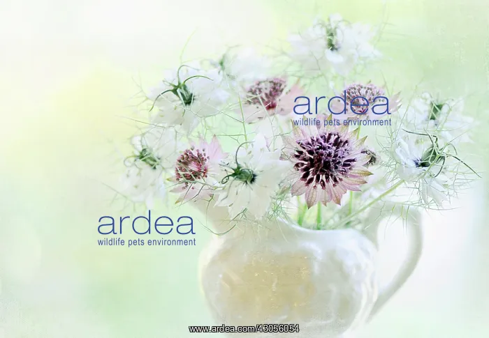 : Astrantia, Masterwort : Astrantia, Masterwort