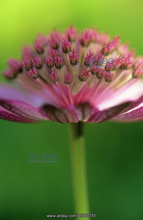 : Astrantia, Masterwort, Astrantia major Roma : Astrantia, Masterwort, Astrantia major Roma