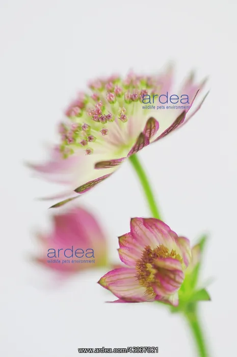 : Astrantia, Astrantia maxima, Masterwort : Astrantia, Astrantia maxima, Masterwort