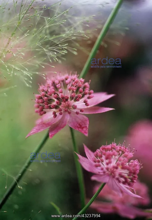  : Astrantia, Masterwort, Astrantia major Buckland