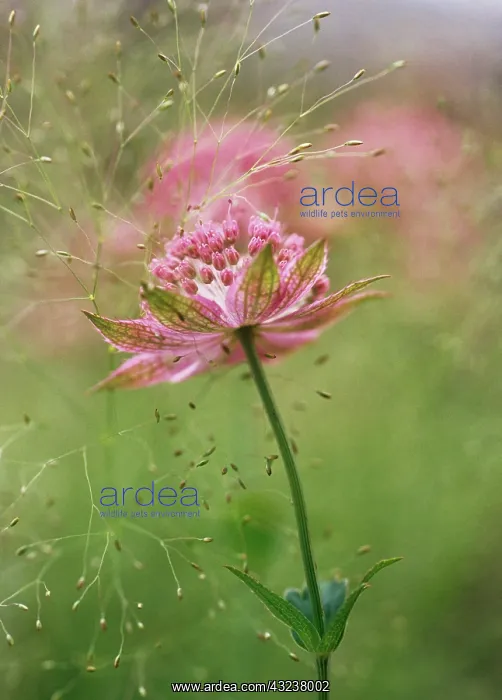 : Astrantia, Masterwort, Astrantia major Buckland : Astrantia, Masterwort, Astrantia major Buckland