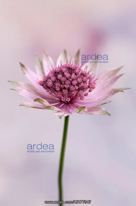 : Astrantia, Great masterwort, Astrantia major Roma : Astrantia, Great masterwort, Astrantia major Roma