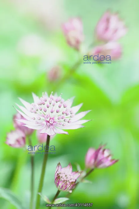 : Astrantia major, Astrantia, Masterwort, Pink, Perennial, Unu : Astrantia major, Astrantia, Masterwort, Pink, Perennial, Unu