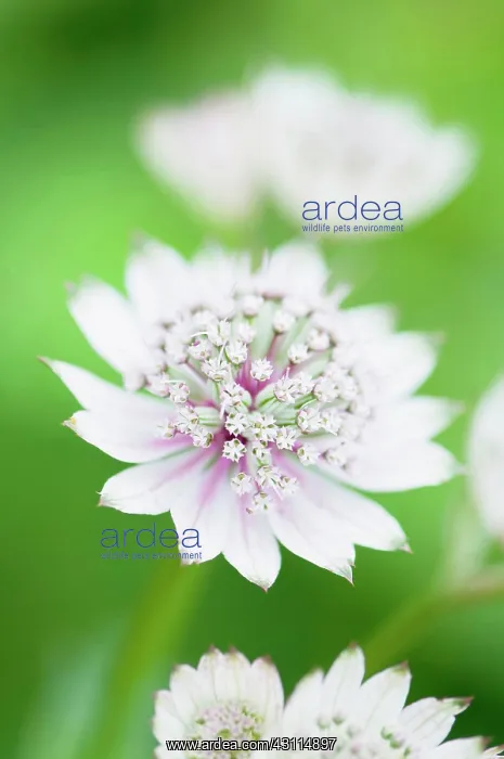 : Astrantia major, Astrantia, Masterwort, White, Green, Perenn : Astrantia major, Astrantia, Masterwort, White, Green, Perenn