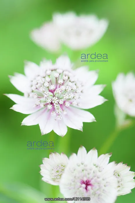  : Astrantia major, Astrantia, Masterwort, White, Green, Perenn