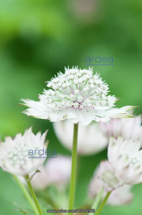 : Astrantia major, Astrantia, Masterwort, White, Green, Perenn : Astrantia major, Astrantia, Masterwort, White, Green, Perenn