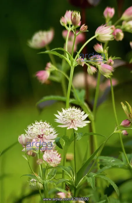 : Astrantia major - a border perennial that flowers : Astrantia major - a border perennial that flowers