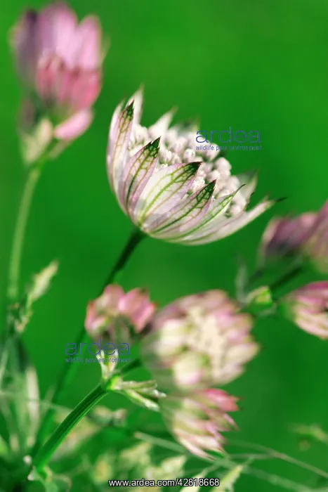 : Astrantia major - the petals resemble a tiffany lamp : Astrantia major - the petals resemble a tiffany lamp