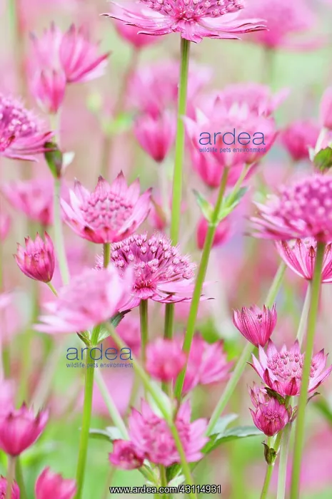 : Astrantia major Venice, Masterwort Great masterwort, Pin : Astrantia major Venice, Masterwort Great masterwort, Pin