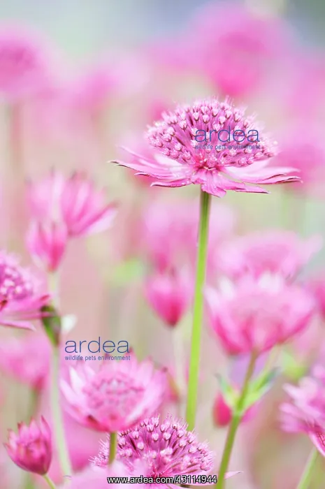 : Astrantia major Venice, Masterwort Great masterwort, Pin : Astrantia major Venice, Masterwort Great masterwort, Pin