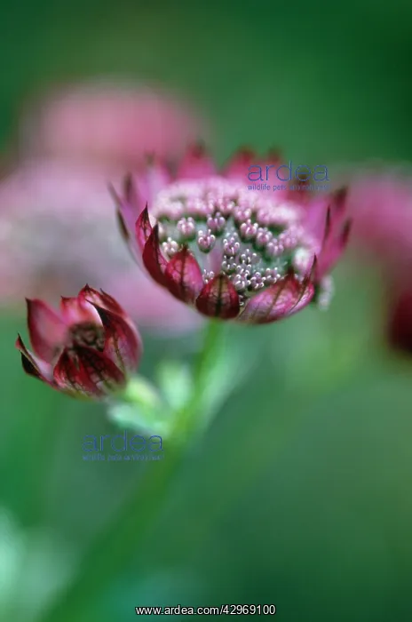 : Astrantia, masterwort : Astrantia, masterwort