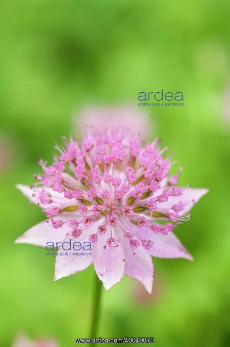  : Astrantia, Masterwort