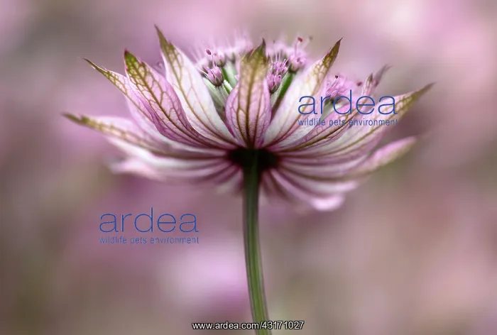 : Astrantia, Masterwort, Astrantia, Astrantia major : Astrantia, Masterwort, Astrantia, Astrantia major