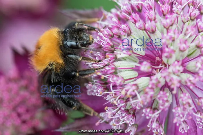 : Astrantia, Masterwort, Astrantia cultivar, Mauve : Astrantia, Masterwort, Astrantia cultivar, Mauve