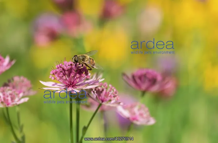 : Astrantia, Masterwort, Astrantia cultivar, Pink : Astrantia, Masterwort, Astrantia cultivar, Pink