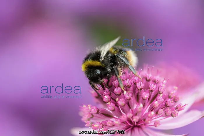 : Astrantia, Masterwort, Astrantia cultivar, Pink : Astrantia, Masterwort, Astrantia cultivar, Pink