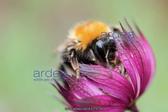 : Astrantia, Masterwort, Astrantia cultivar, Purple : Astrantia, Masterwort, Astrantia cultivar, Purple