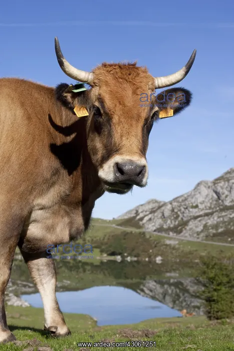 : Asturian and Cow Lake Covadonga in Asturias Spain : Asturian and Cow Lake Covadonga in Asturias Spain