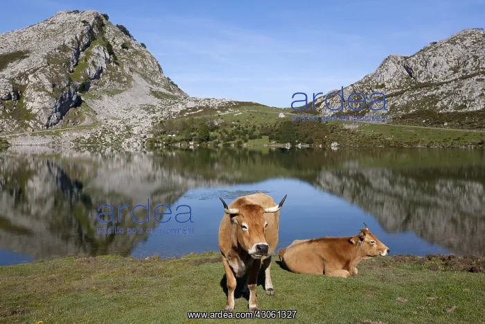 : Asturian and Cow Lake Covadonga in Asturias Spain : Asturian and Cow Lake Covadonga in Asturias Spain