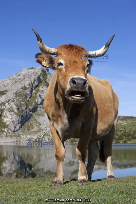 : Asturian and Cow Lake Covadonga in Asturias Spain : Asturian and Cow Lake Covadonga in Asturias Spain