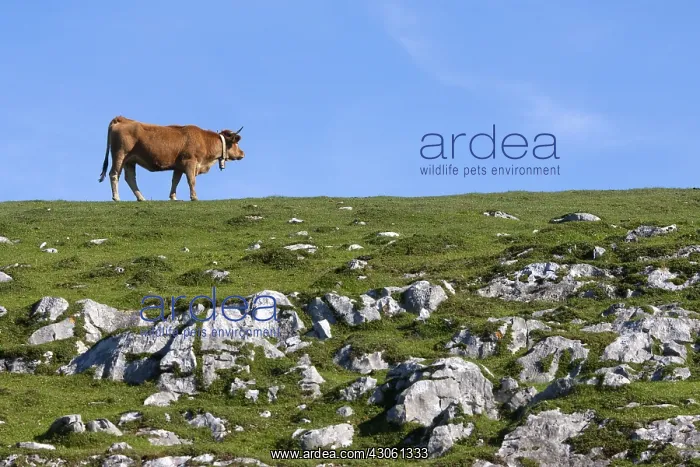 : Asturian cow in the meadow in the PN Picos de Europa : Asturian cow in the meadow in the PN Picos de Europa