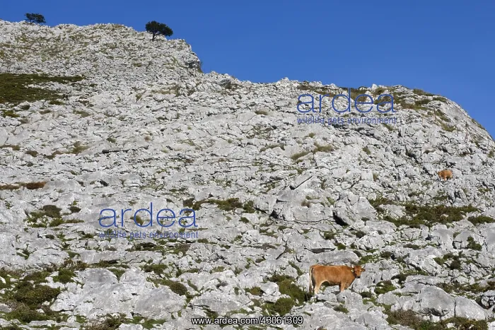  : Asturian cows on a rocky mountain soil