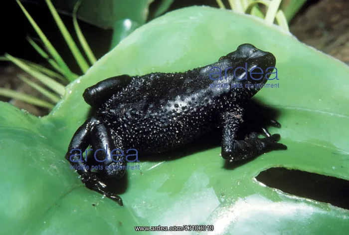: Atelopus ignescens : Atelopus ignescens