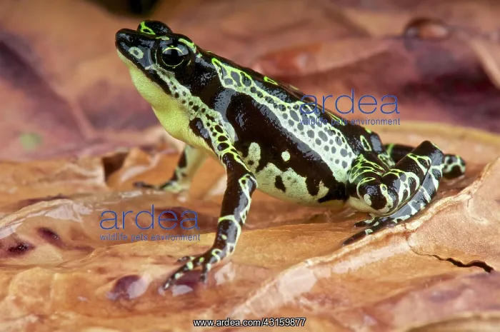 : Atelopus spumarius Atelopus : Atelopus spumarius Atelopus