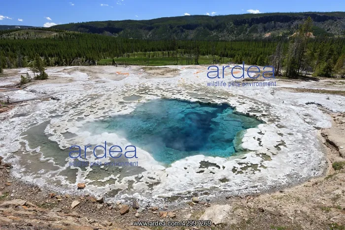 : Atemisia Geyser - showing wide platform of geyserite : Atemisia Geyser - showing wide platform of geyserite