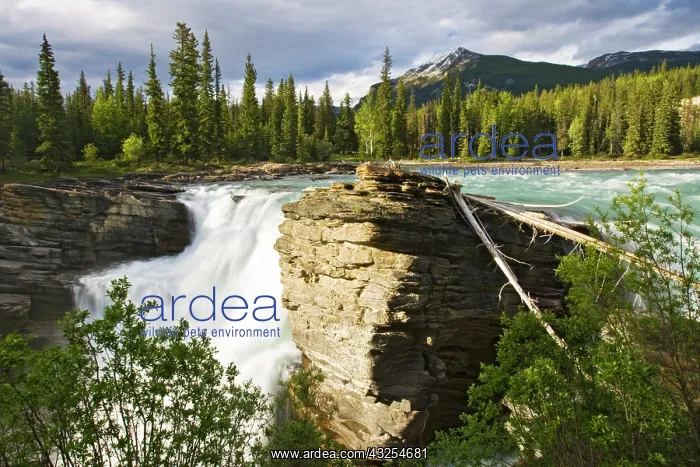 : Athabasca Falls on the Athabasca River : Athabasca Falls on the Athabasca River