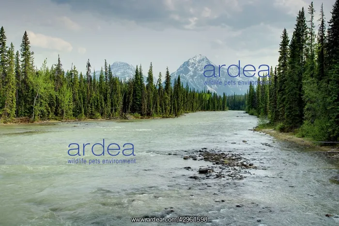 : Athabasca River : Athabasca River