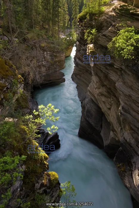 : Athabasca River in Jasper National Park : Athabasca River in Jasper National Park