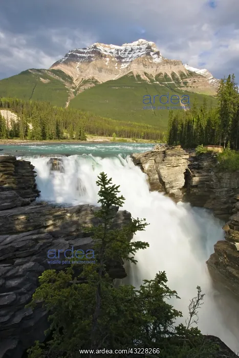 : Athabasca River and waterfall in Jasper : Athabasca River and waterfall in Jasper