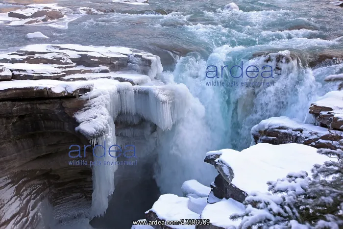 : Athabaska Falls - partially frozen : Athabaska Falls - partially frozen