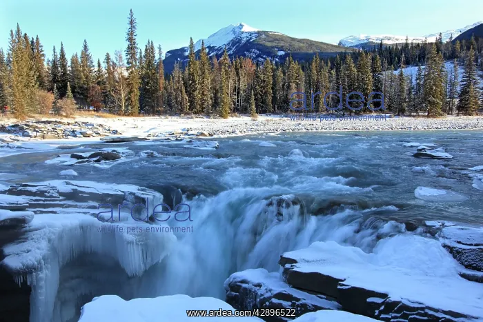: Athabaska Falls - partially frozen : Athabaska Falls - partially frozen