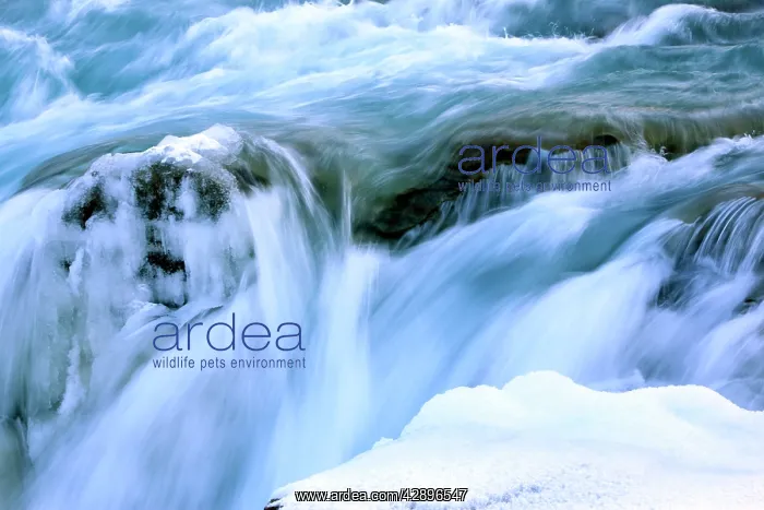 : Athabaska Falls - partially frozen : Athabaska Falls - partially frozen