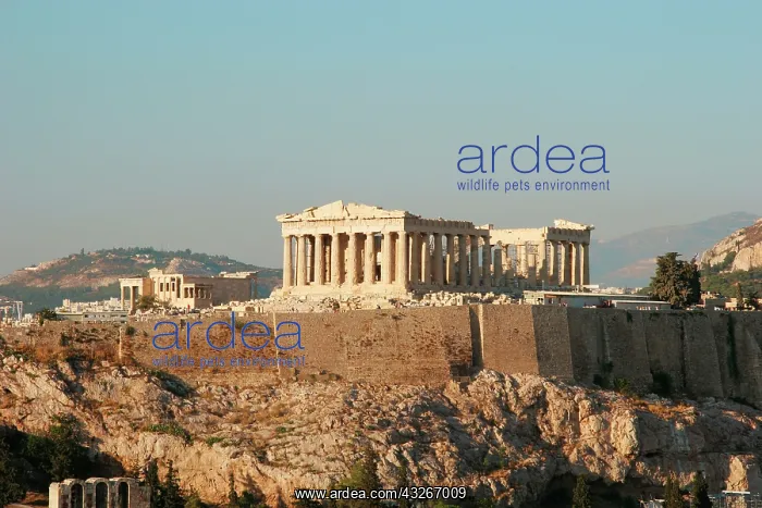 : Athens. Panoramic view of the Acropolis : Athens. Panoramic view of the Acropolis