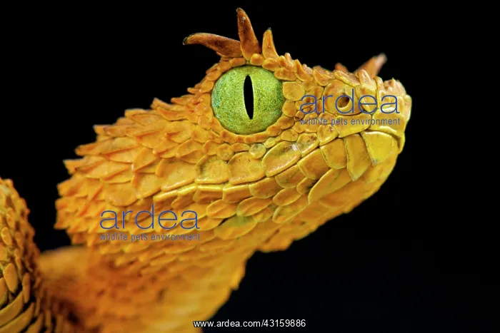 : Atheris ceratophora Atheris ceratophorus Atheris : Atheris ceratophora Atheris ceratophorus Atheris